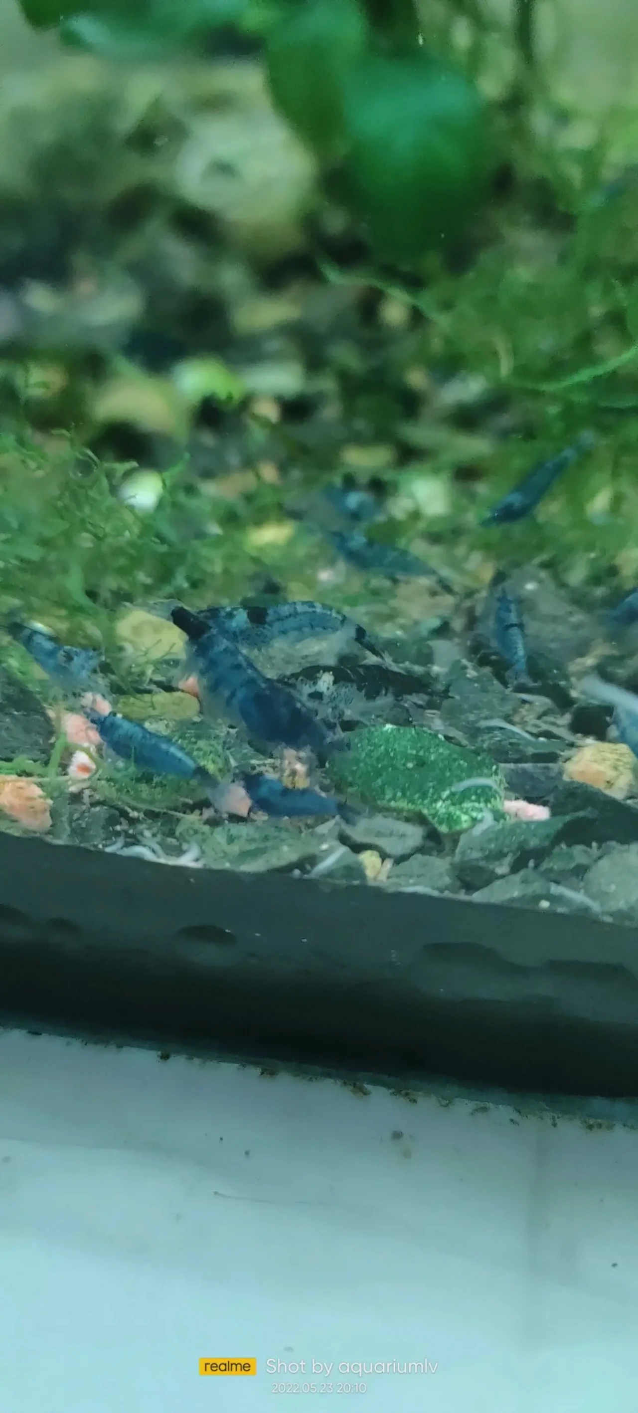 Креветки неокарідини сині 6