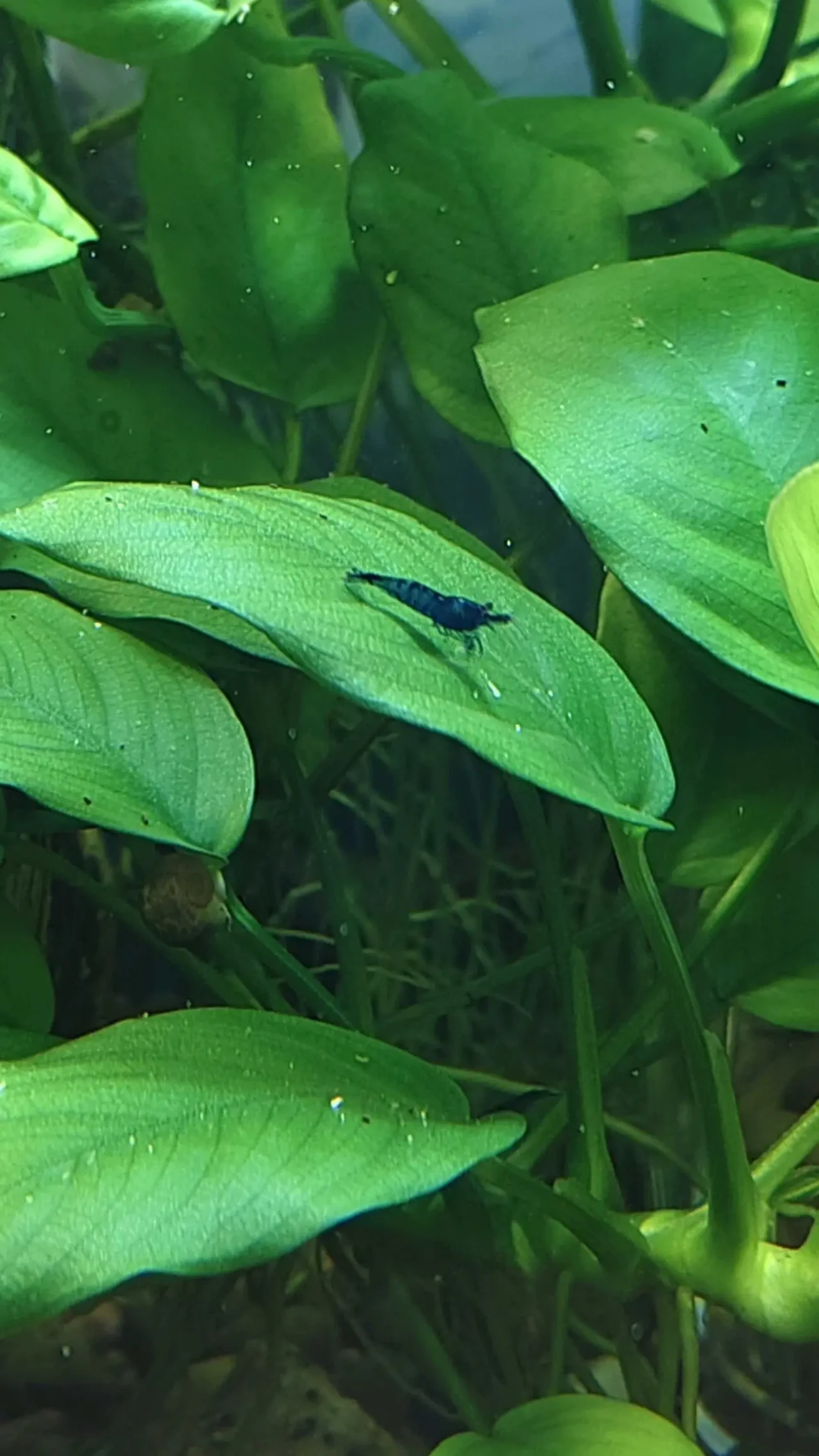 Креветки сині 3