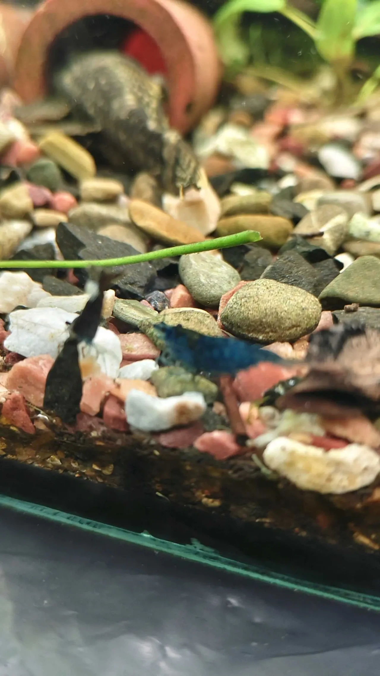 Креветки сині 4