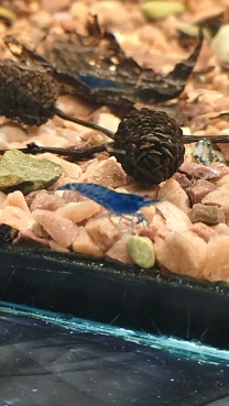 Креветки сині