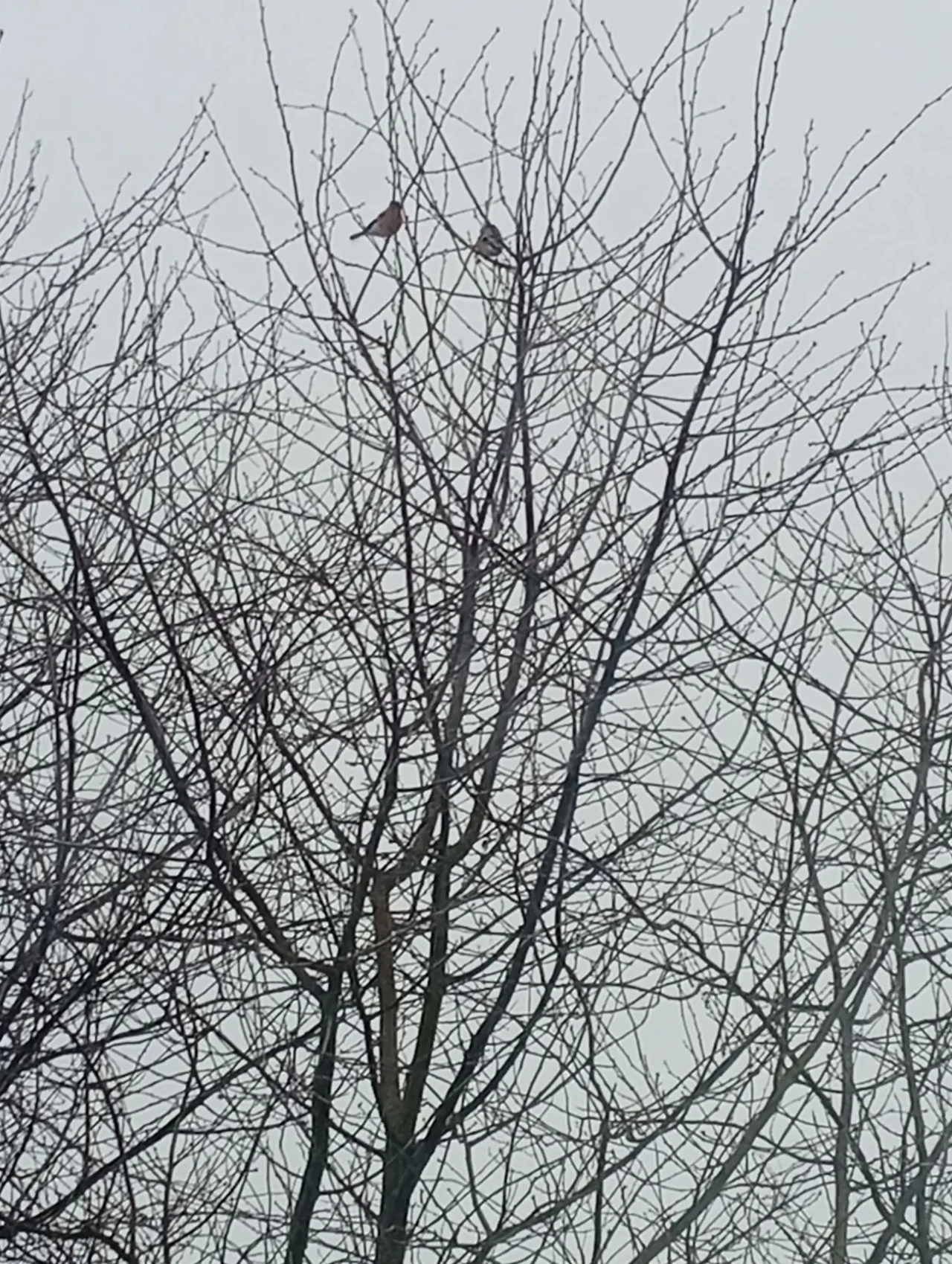 Будинок в селі