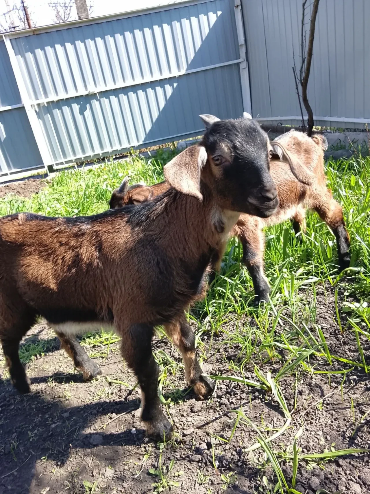 Продам козенят цапики 2