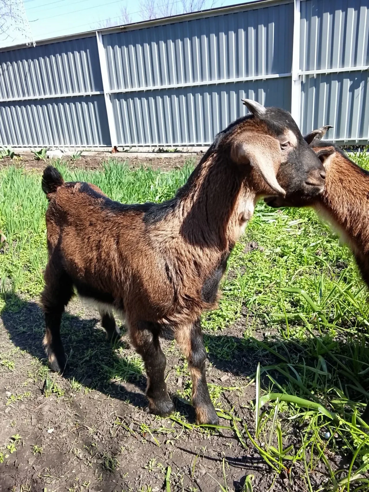 Продам козенят цапики 6