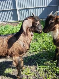 Продам козенят цапики