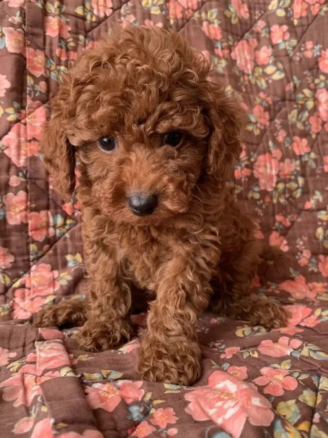 Міні той-пуделі елітні цуценята 2