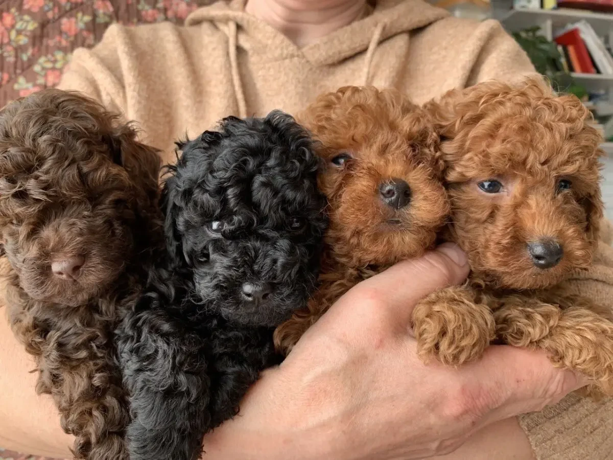 Міні той-пуделі елітні цуценята