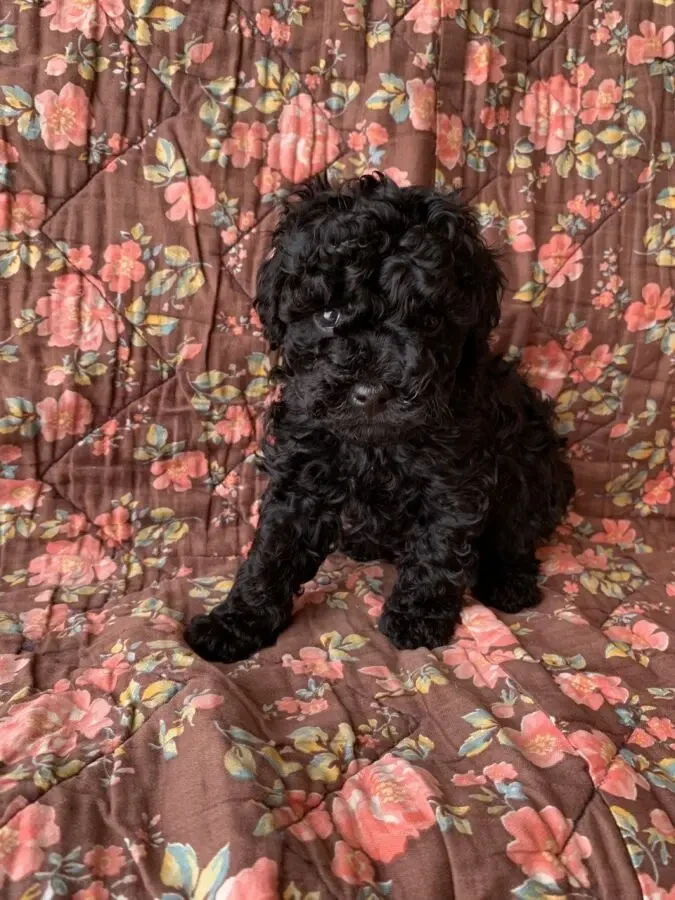 Міні той-пуделі елітні цуценята 3