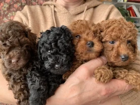 Міні той-пуделі елітні цуценята