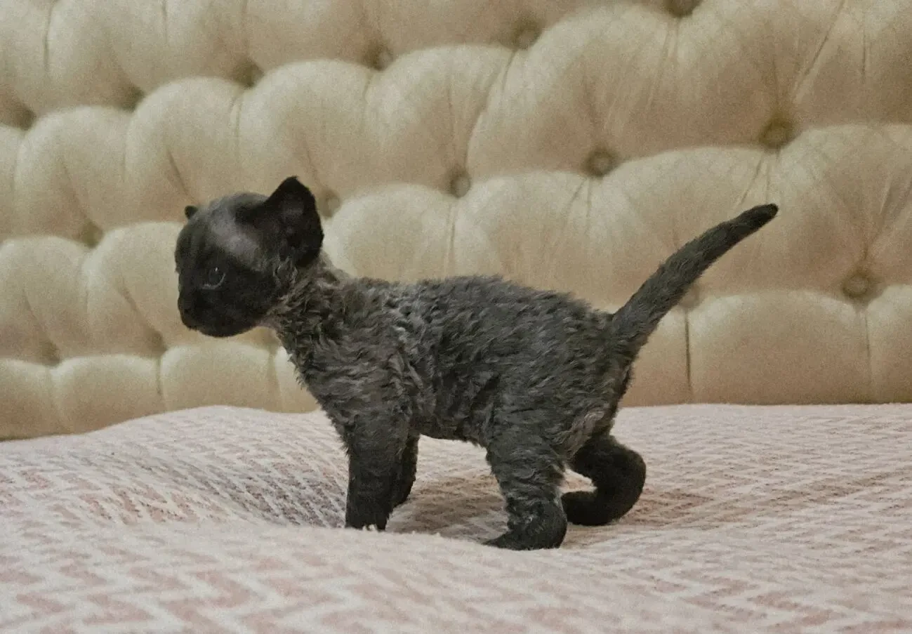 Найкращі кошенята девон-рекс. 4