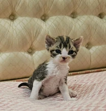 Найкращі кошенята девон-рекс.