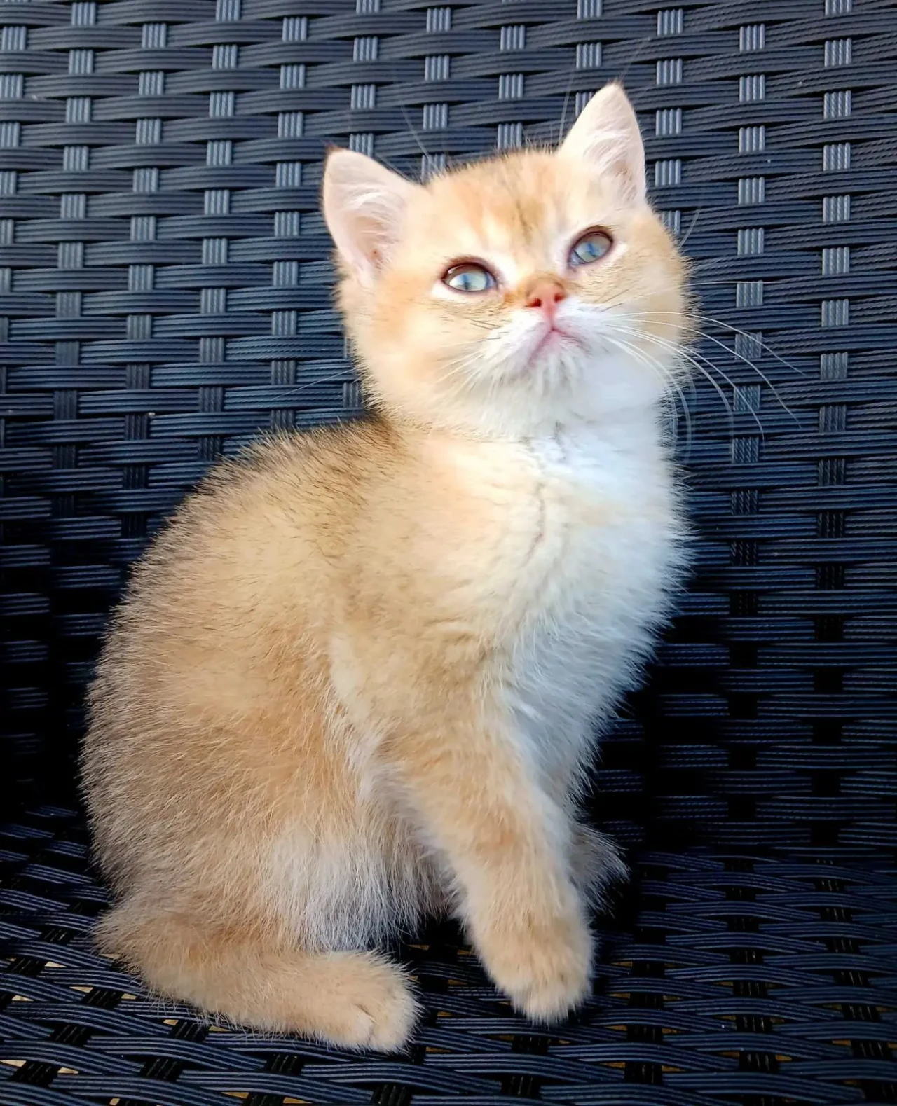 Британські кошенятка 5