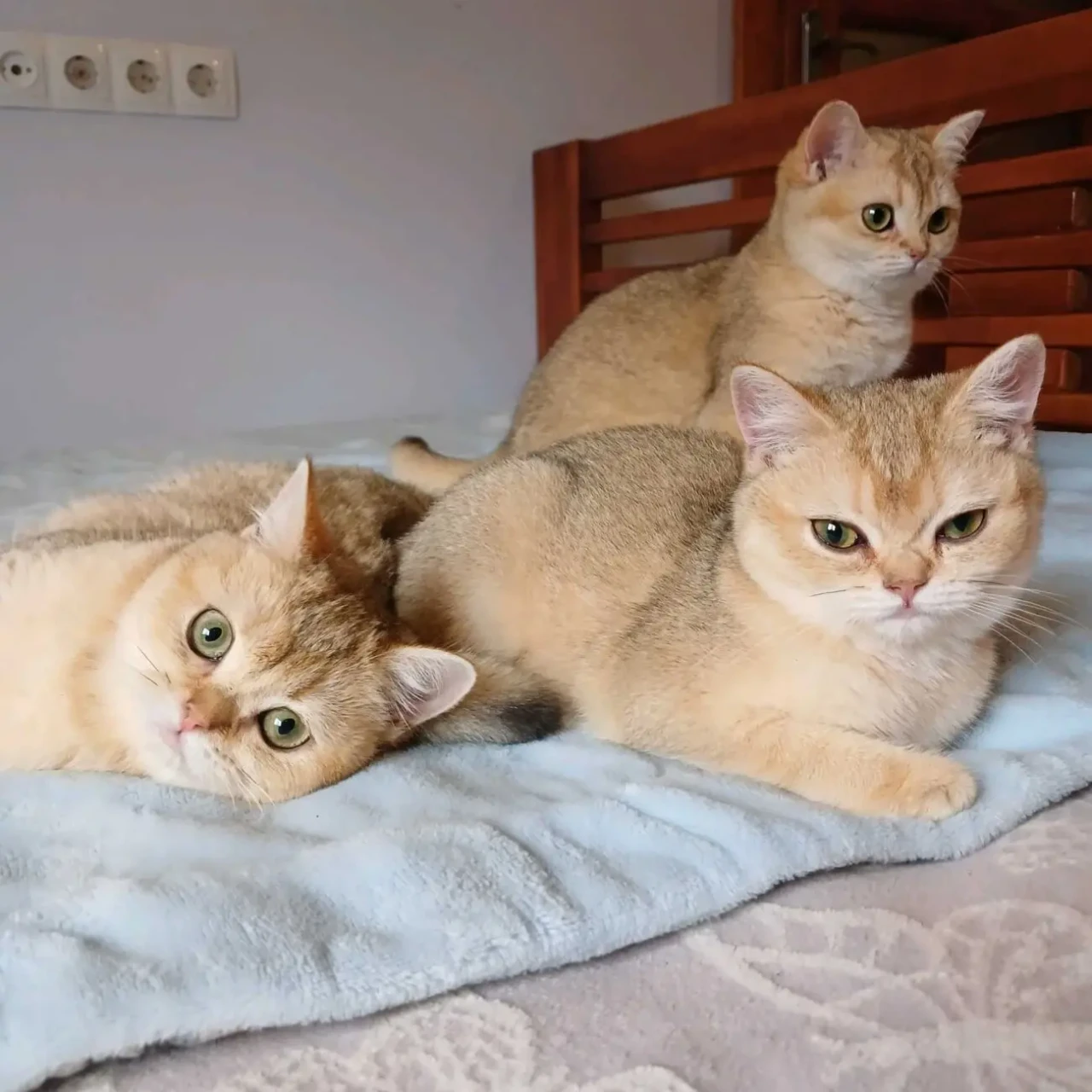 Британські кошенятка 9