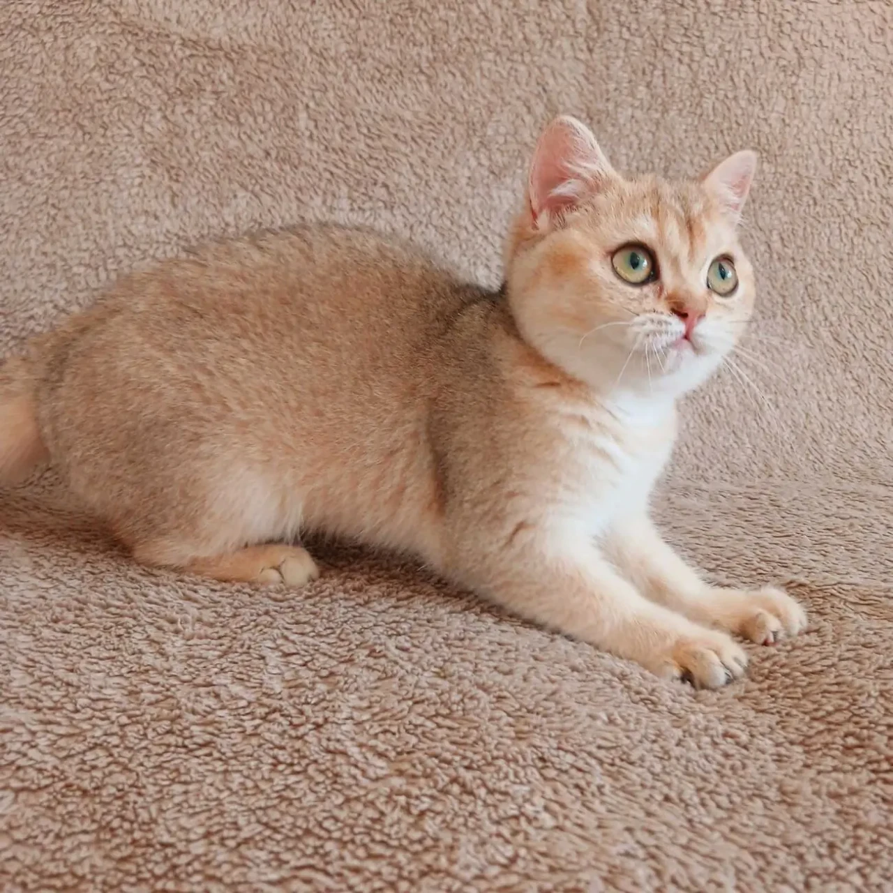 Британські кошенятка 3