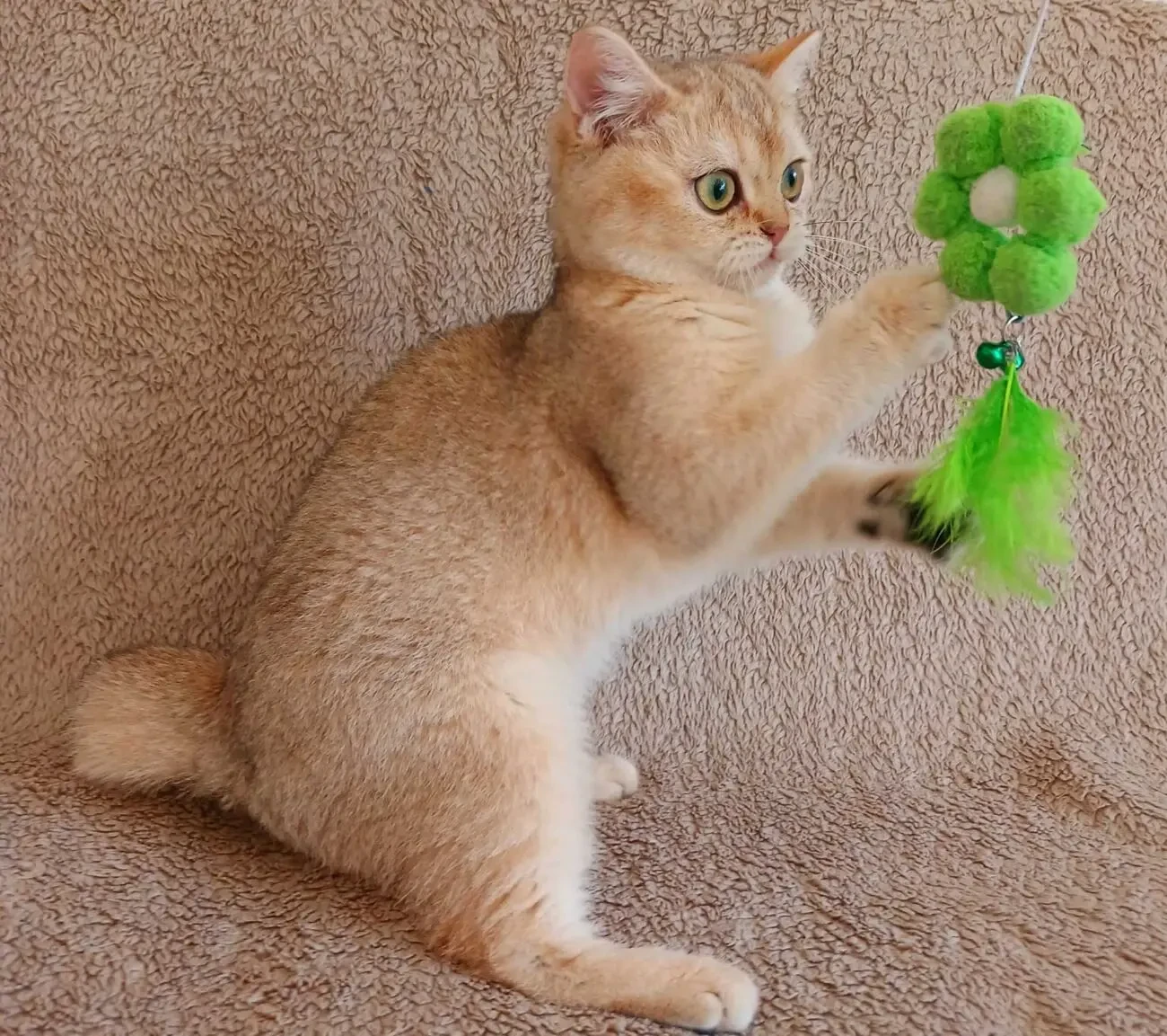 Британські кошенятка 4