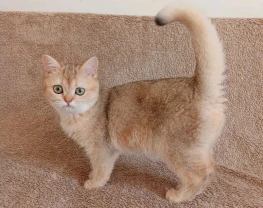 Британські кошенятка