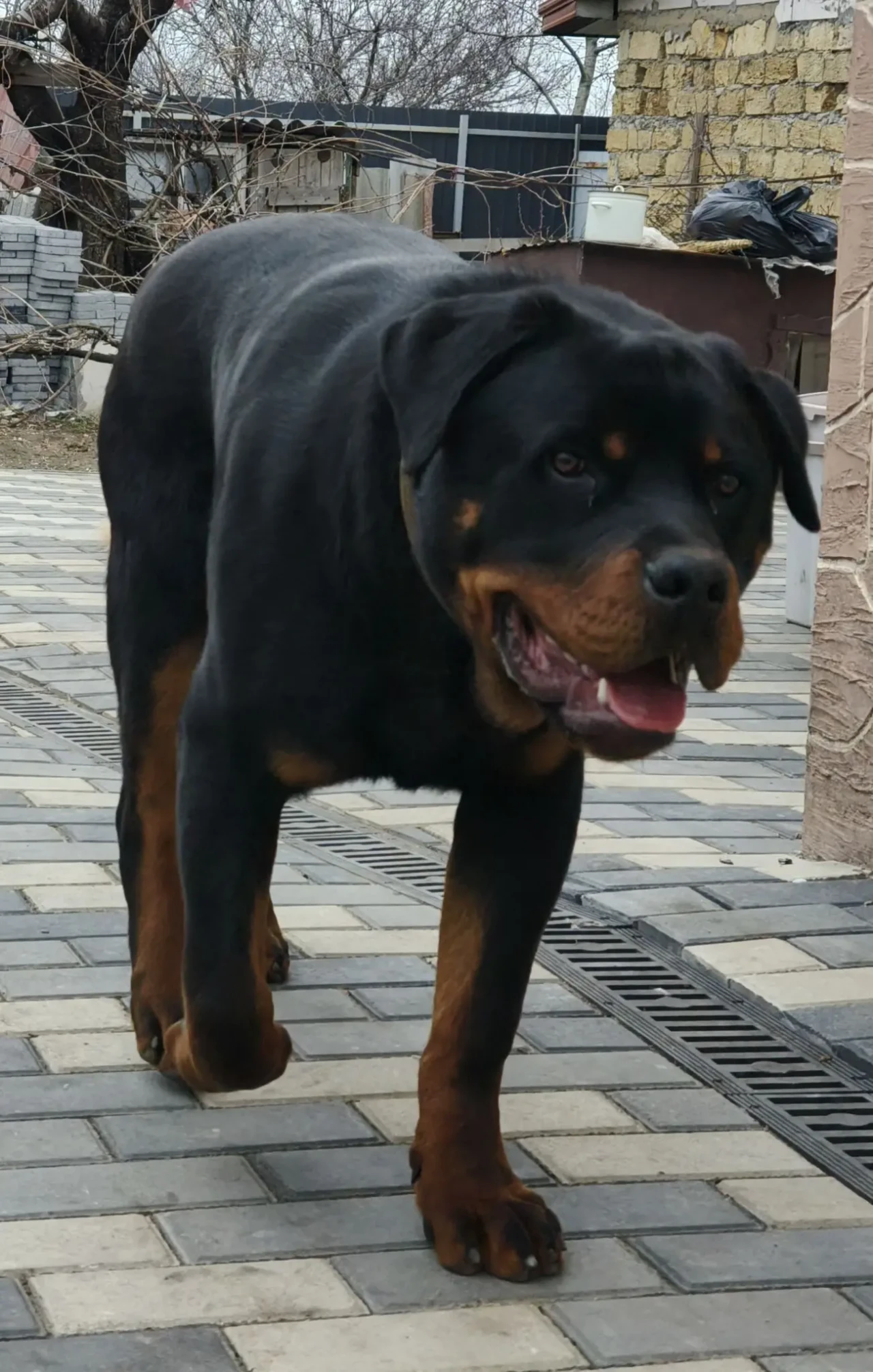 Ротвейлер 9 месяцев 2