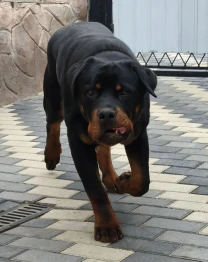 Ротвейлер 9 месяцев