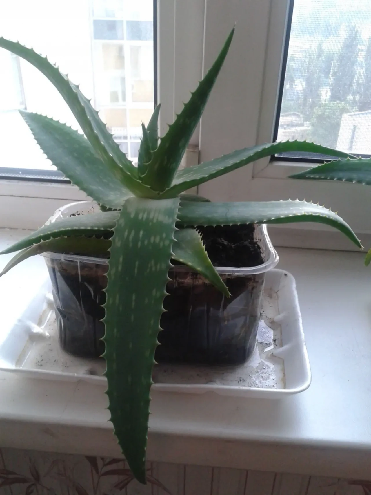 Лікарська рослина Алое - Вера