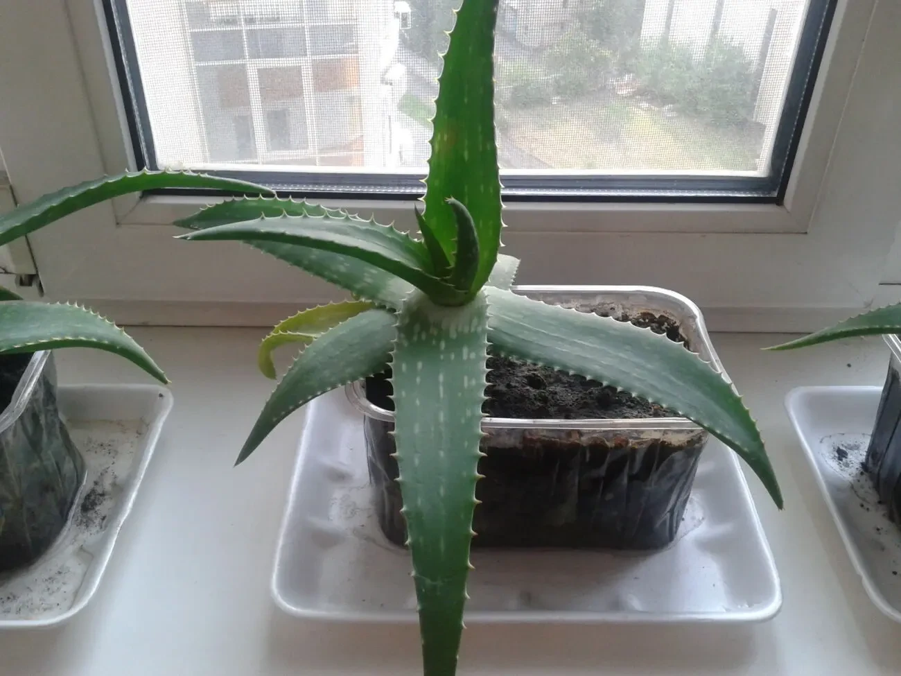 Лікарська рослина Алое - Вера 3