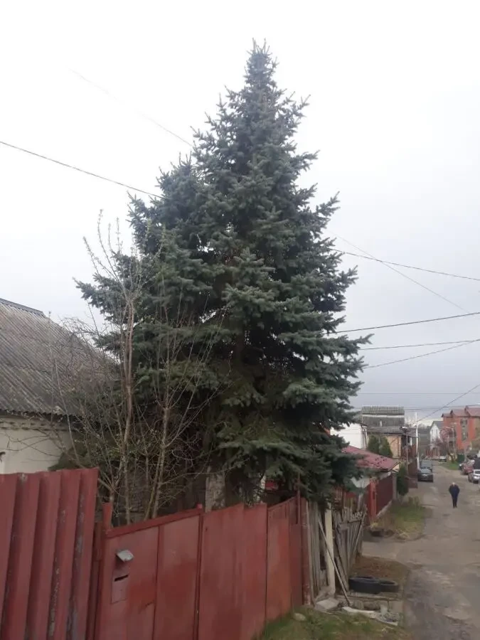 Блакитні Ялини Крупноміри (10-12 м) з шишками, Мінський провулок 4