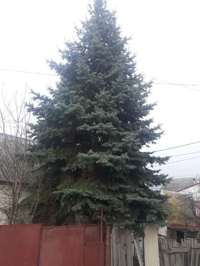 Блакитні Ялини Крупноміри (10-12 м) з шишками, Мінський провулок 2