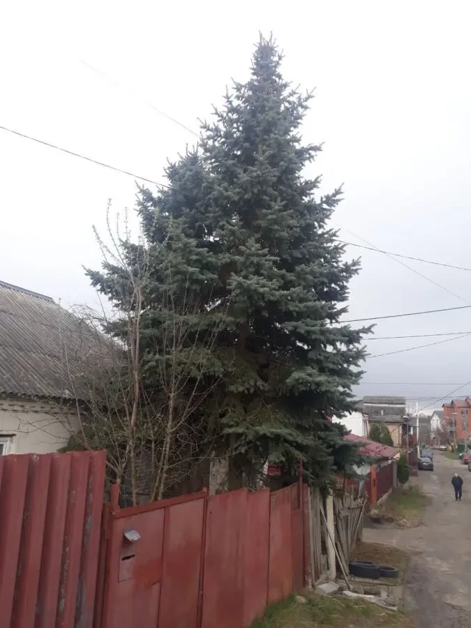 Блакитні Ялини Крупноміри (10-12 м) з шишками, Мінський провулок 3