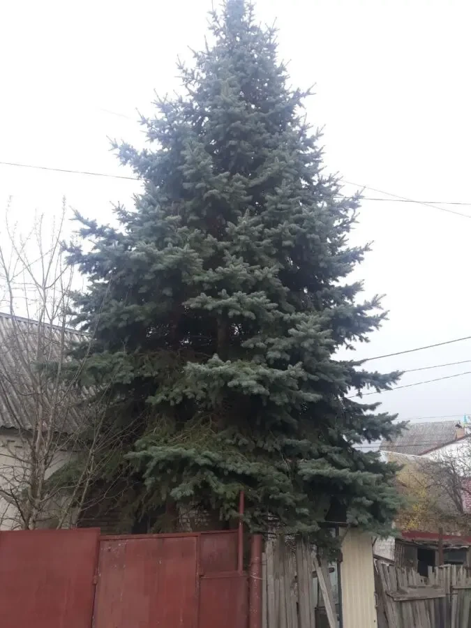 Блакитні Ялини Крупноміри (10-12 м) з шишками, Мінський провулок