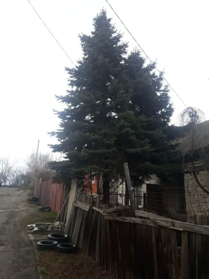 Блакитні Ялини Крупноміри (10-12 м) з шишками, Мінський провулок 5