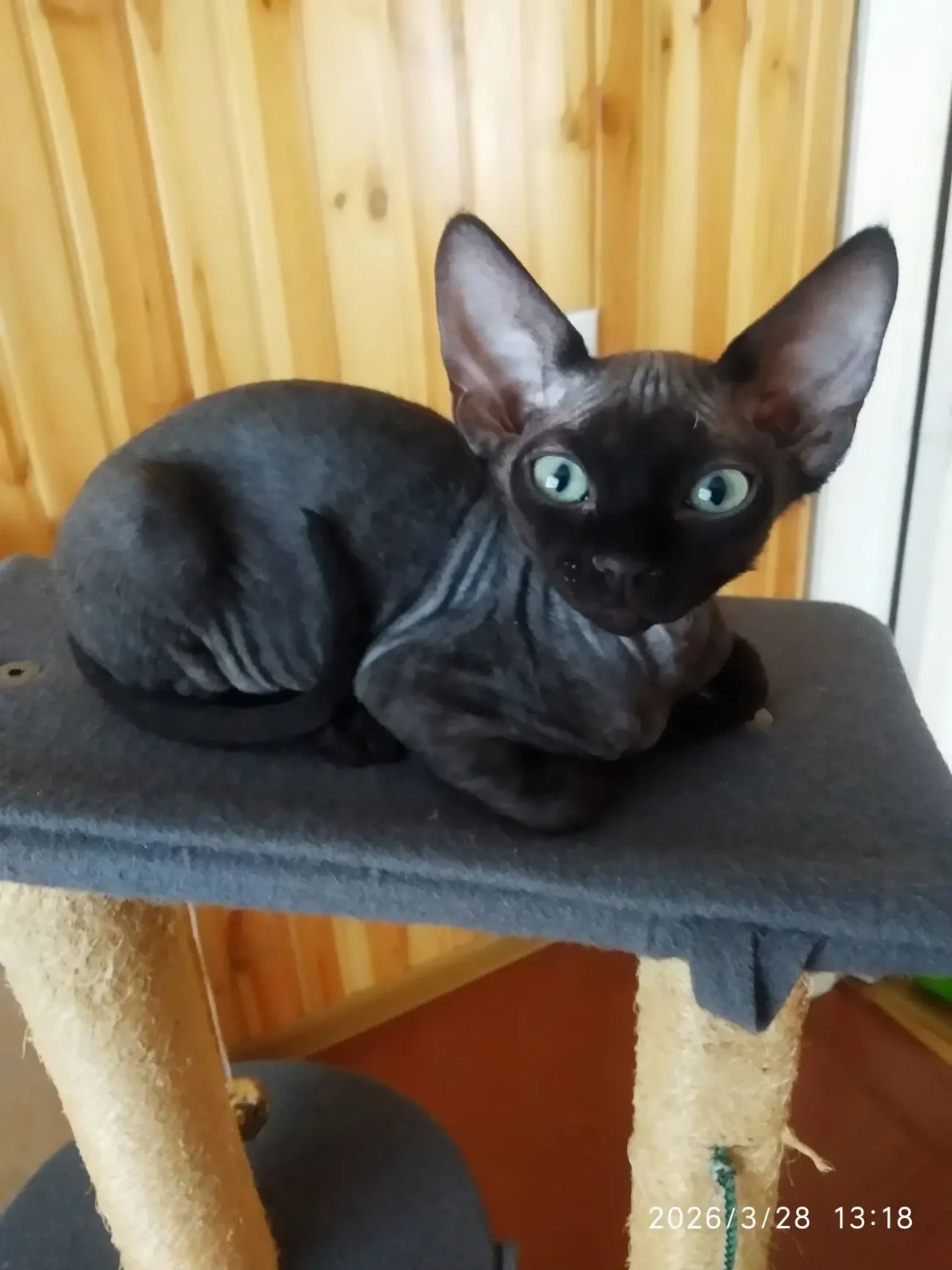 Девон-рекс кошенята 3