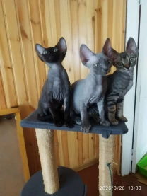 Девон-рекс кошенята