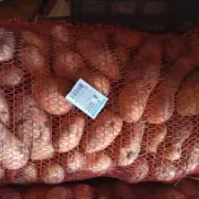 Картопля оптом товарна і насіння сорту Гранада, Пікассо, Невська 2