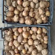 Картопля оптом товарна і насіння сорту Гранада, Пікассо, Невська 6