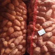 Картопля оптом товарна і насіння сорту Гранада, Пікассо, Невська