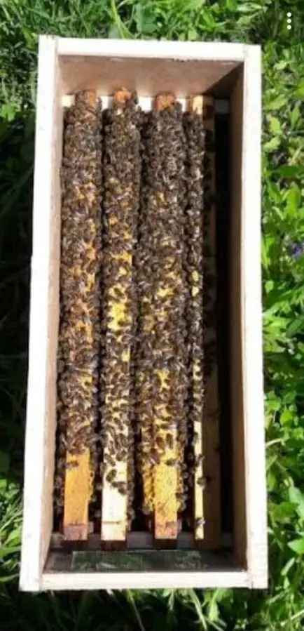 продам бджолопакети 2