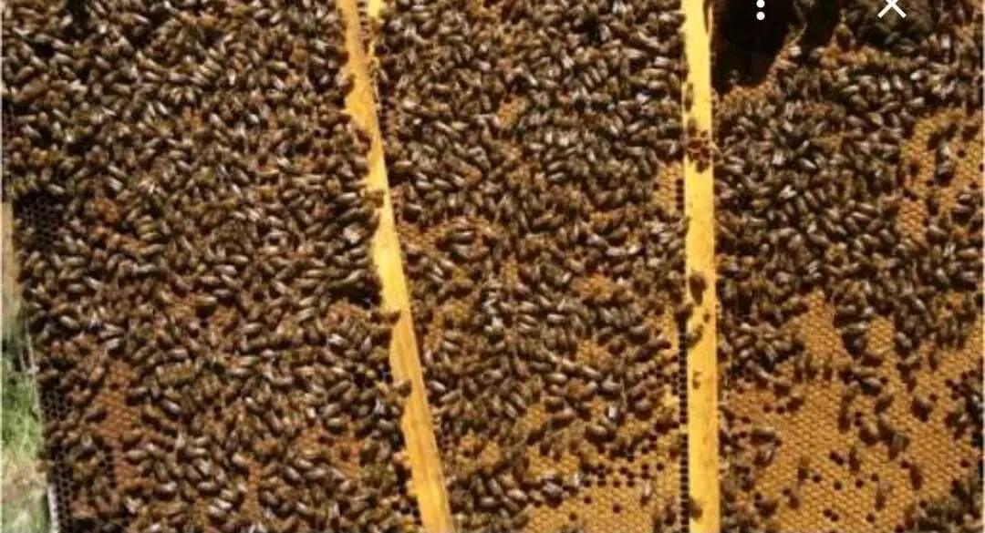 продам бджолопакети