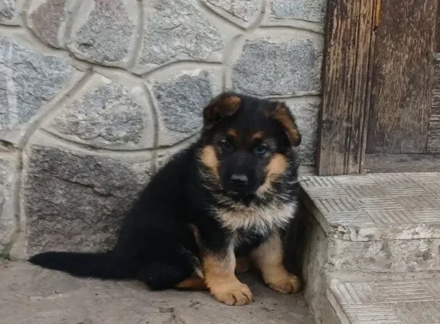 Продам щенка немецком овчарки (Богодуховский район) 3