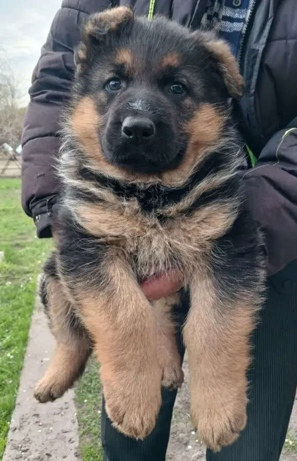Продам щенка немецком овчарки (Богодуховский район) 2