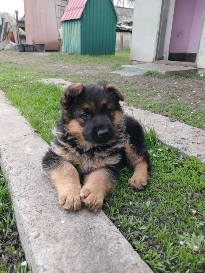 Продам щенка немецком овчарки (Богодуховский район)
