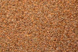 Продам пшеницю