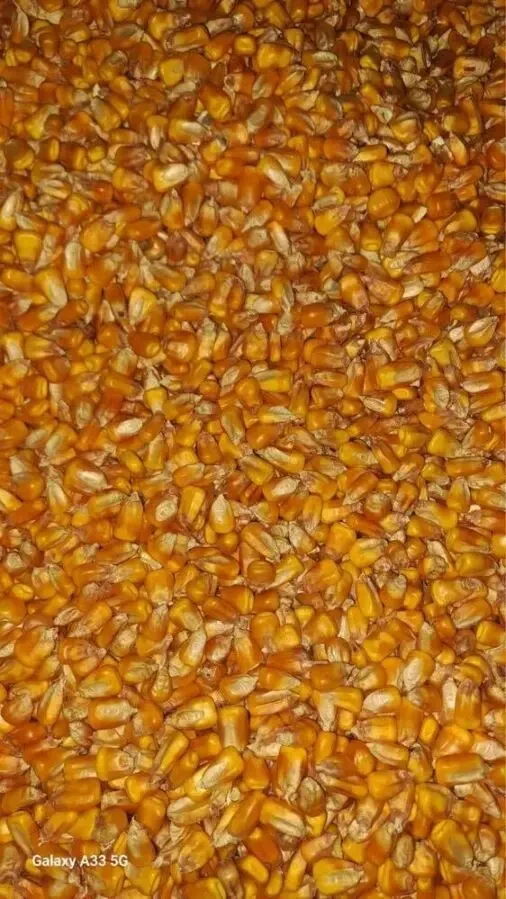 Продам кукурудзу в наявності договірна