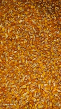 Продам кукурудзу в наявності договірна