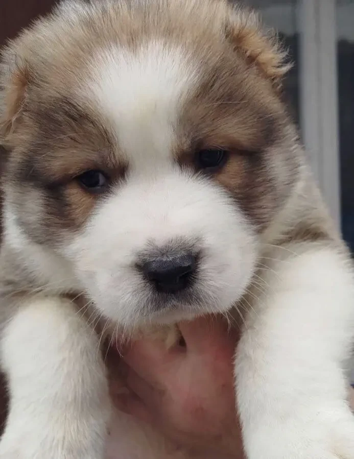 Цуценята алабая (Середньоазіатська вівчарка)