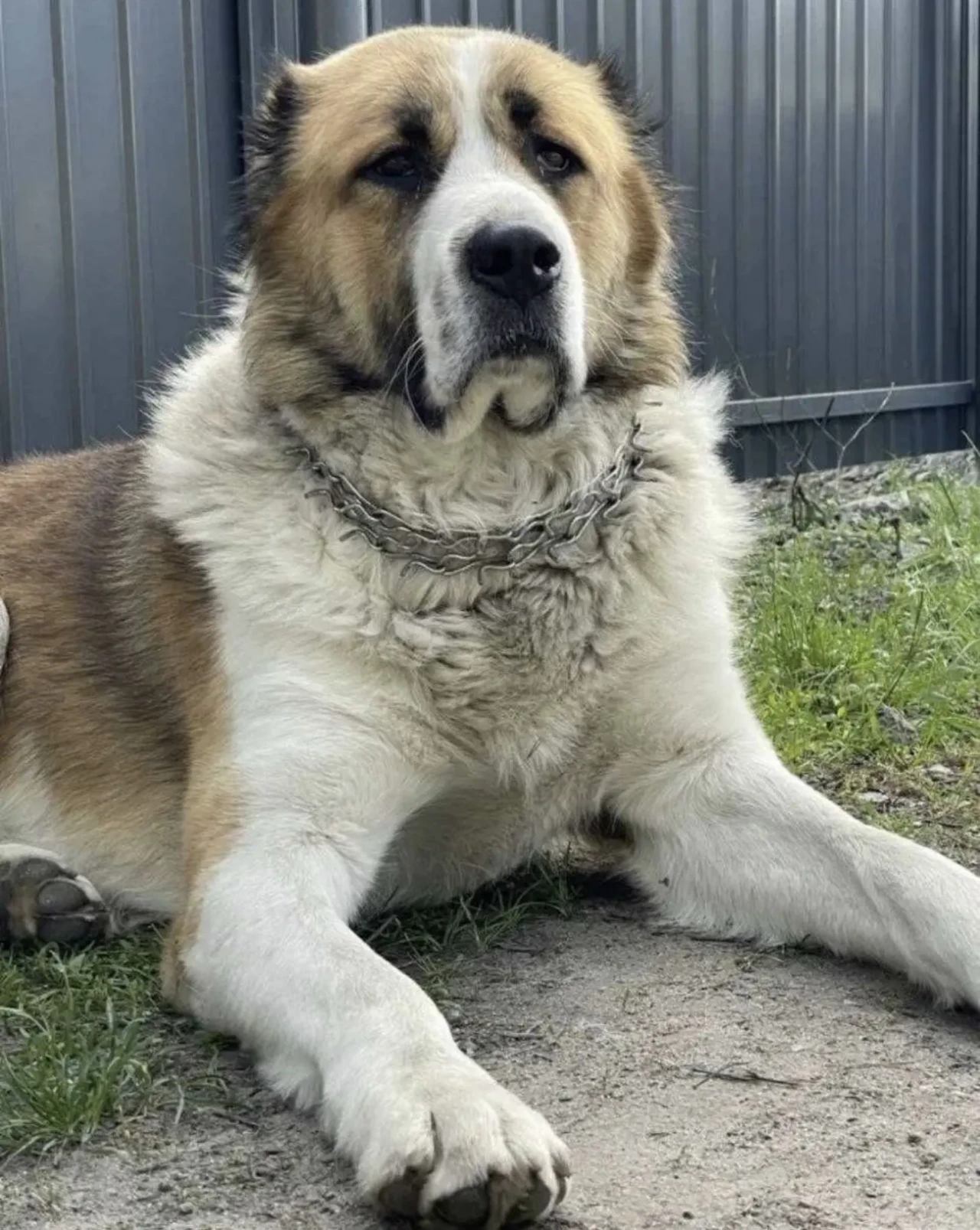 Цуценята алабая (Середньоазіатська вівчарка) 3