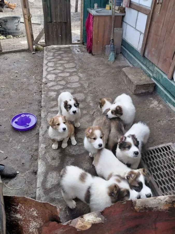 Цуценята алабая (Середньоазіатська вівчарка) 2