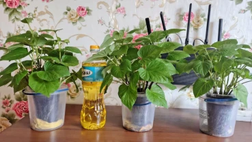 Саджанці Батат укорінені в землі сорти Порту Батерраба та Вінницький