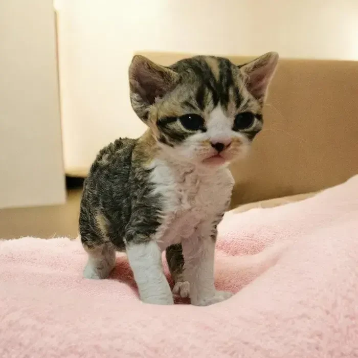 Чудові кошенятка девон-рекс. 2