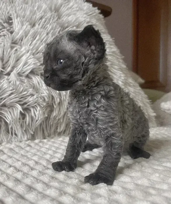 Чудові кошенятка девон-рекс. 3