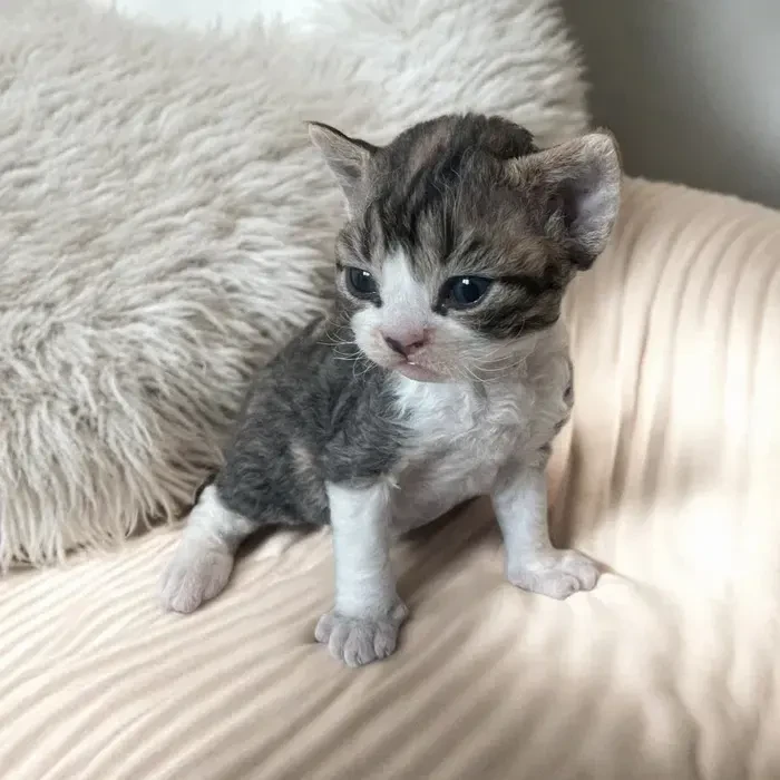 Чудові кошенятка девон-рекс.