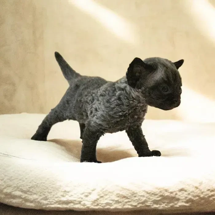 Чудові кошенятка девон-рекс. 4