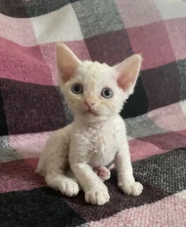 Чудові кошенятка девон-рекс.